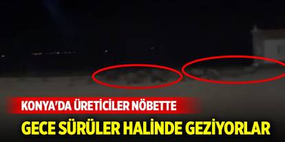 Konya'da gece sürüler halinde geziyorlar... Üreticiler nöbette