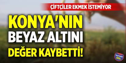Konya'nın beyaz altını değer kaybetti! Çiftçiler ekmek istemiyor
