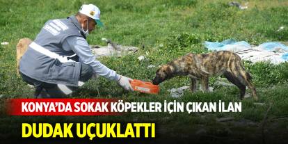 Konya'da sahipsiz köpekler için çıkan ilan dudak uçuklattı