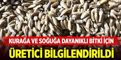 Konya'da kurağa ve soğuğa dayanıklı bitki için üretici bilgilendirildi