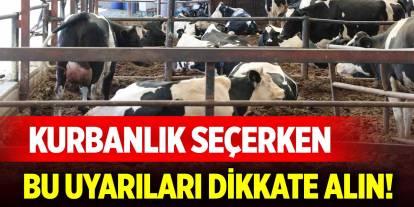 Kurbanlık seçerken bu uyarıları dikkate alın!