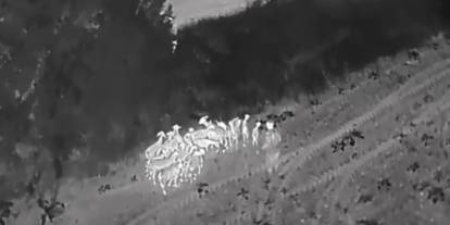 Kaybolan 27 küçükbaş termal dronla bulundu