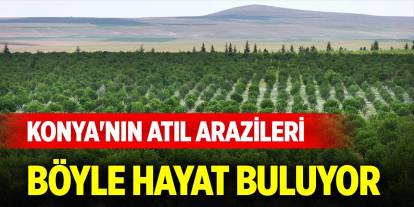 Konya'da taşlık ve atıl araziler böyle hayat buluyor