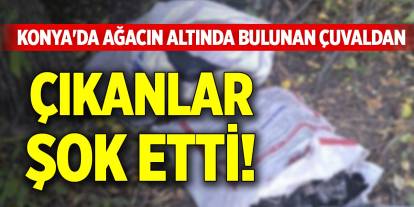 Konya'da ağacın altında bulunan çuvaldan çıkanlar şok etti!
