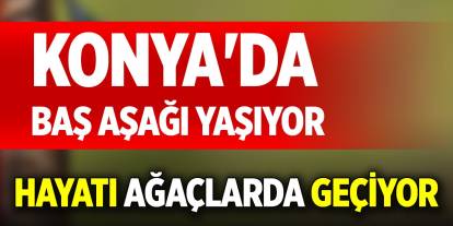 Konya'da baş aşağı yaşıyor, hayatı ağaçlarda geçiyor