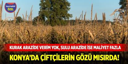 Konya’da çiftçilerin gözü mısırda!