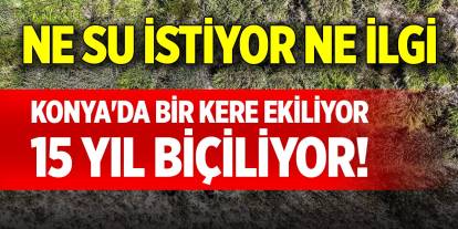 Konya'da bir kere ekiliyor, 15 yıl biçiliyor! Ne su istiyor ne ilgi
