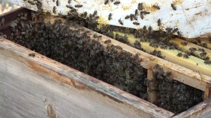 Arılar kış uykusuna yatırılıyor