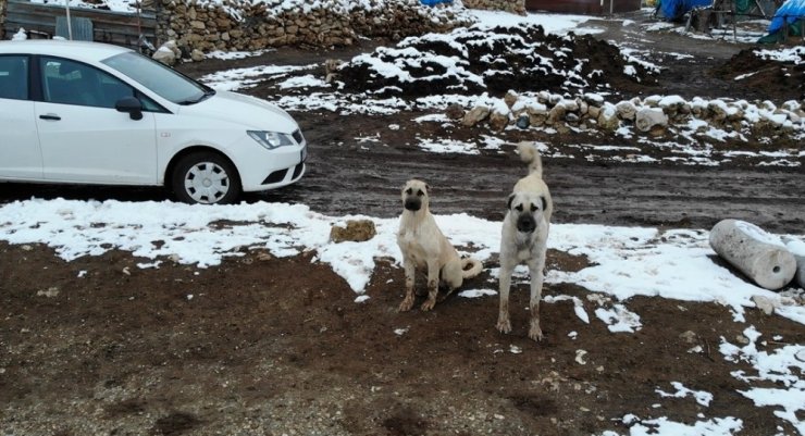 Sürüyü koruyan çoban köpeklerinin drone ile imtihanı