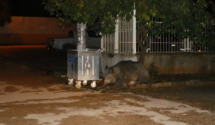 Adana’da aç kalan yaban domuzu şehre indi