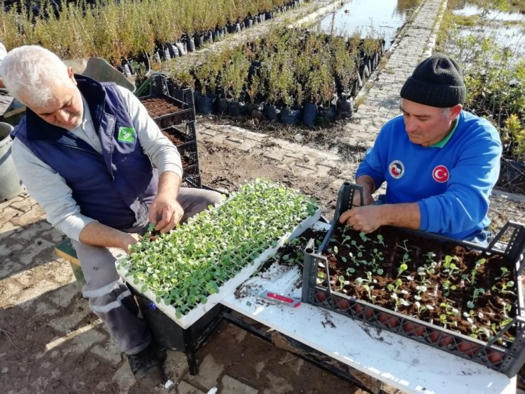 Ceyhan Belediyesi çiçek üreterek 800 bin lira tasarruf etti