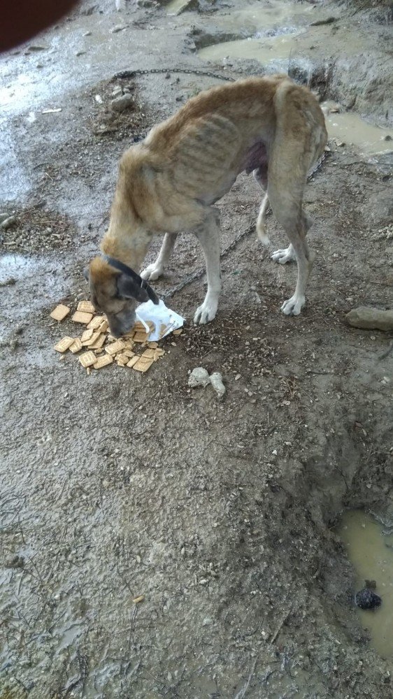 Açlıktan bitkin düşen sokak köpeğine belediye sahip çıktı