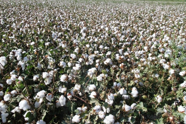 Türkiye pamuk üretiminde dünya altıncısı, ithalatta beşinci