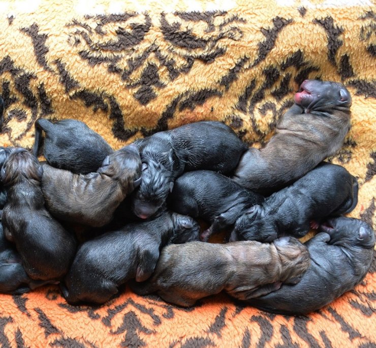 Mersin’de bir köpek sezaryenle 16 yavru doğurdu