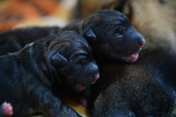 Mersin’de bir köpek sezaryenle 16 yavru doğurdu