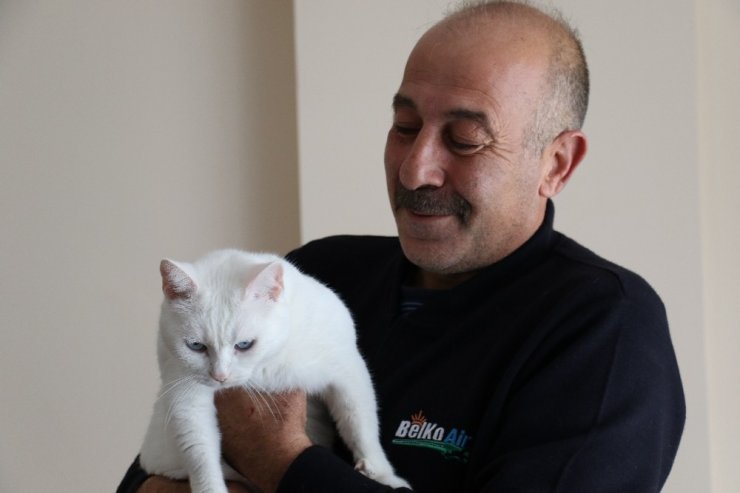 Kahraman şoför yaralı yavru kediyi hayata bağladı
