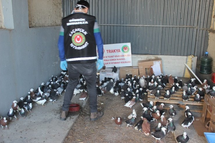 İpsala Sınır Kapısı’nda ticareti yasak olan 235 canlı güvercin ele geçirildi
