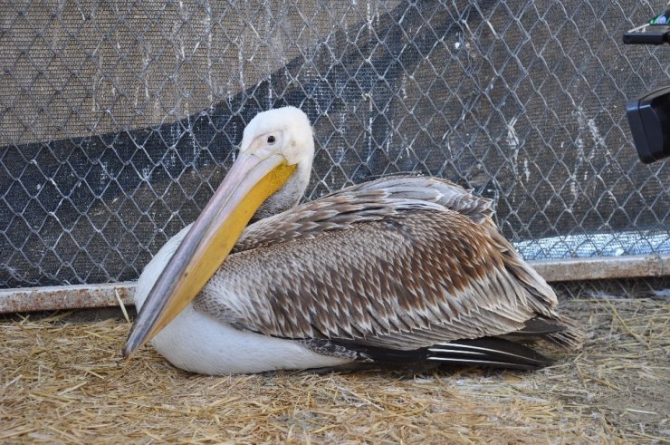 Göç yorgunu aç ve yaralı pelikan tedavi altına alındı