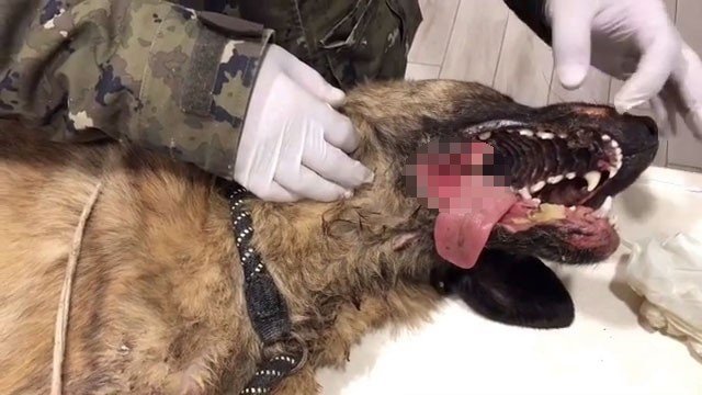 Bolu’da, tüfekle çenesinden vurulan köpek tedavi altına alındı