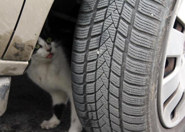 Otomobilin motorunda sıkışan kediyi itfaiye kurtardı