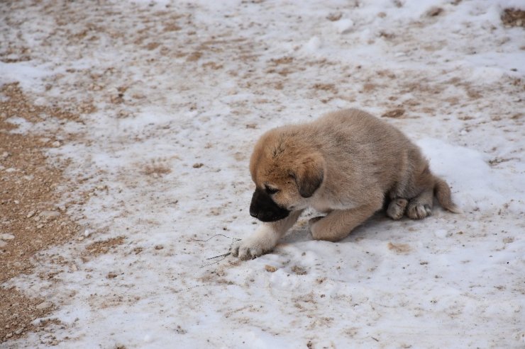 Aksaray’da yavru köpekler soğukta ölüme terk edildi