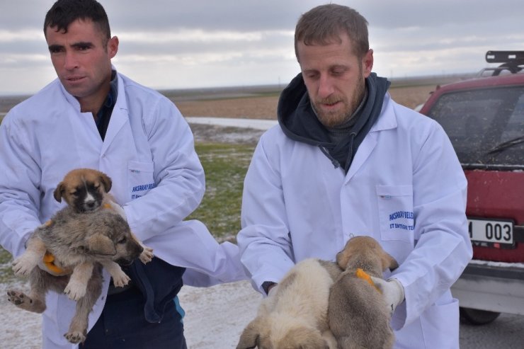 Ölüme terk edilen köpeklere Aksaray Belediyesi sahip çıktı