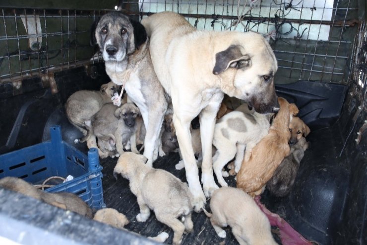 Ölüme terk edilen köpeklere Aksaray Belediyesi sahip çıktı