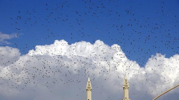 İstanbul'dan geçen göçmen kuşlar üzerinde virüs araştırması