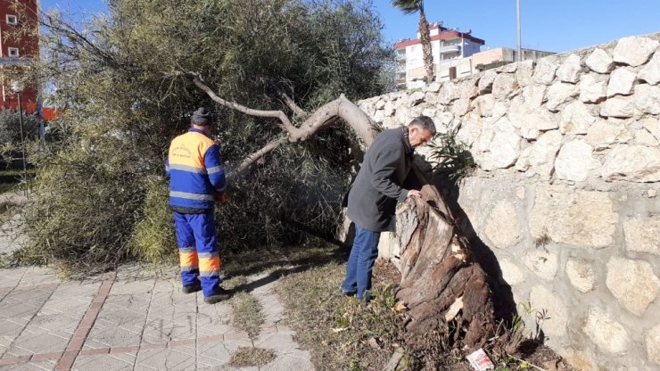 Adana’da fırtına ağaçları kökünden söktü