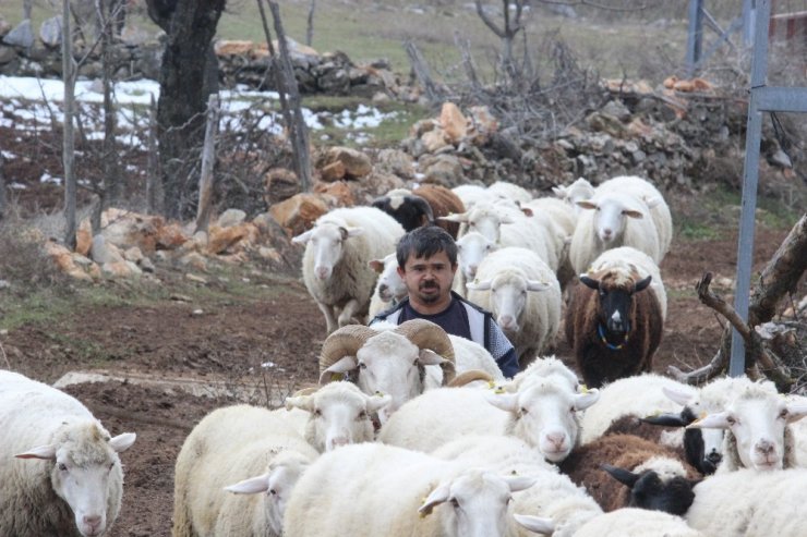 Boyundan büyük koyunlara çobanlık yapıyor