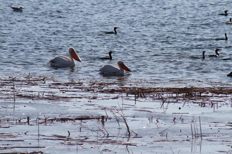 Beyşehir Gölü’nde pelikanların yiyecek arayışı ilgi çekti
