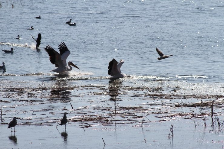 Beyşehir Gölü’nde pelikanların yiyecek arayışı ilgi çekti
