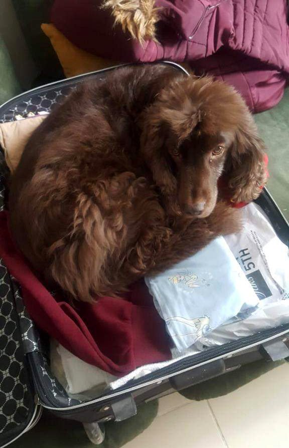 Depremde kalp krizi geçiren köpek Mersin'de toprağa verildi