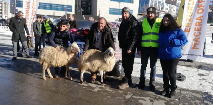Erzurumlu besici depremzedeler için koyun bağışında bulundu