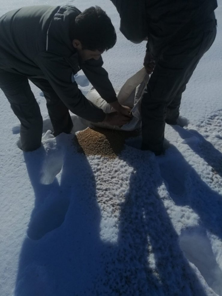 Konya’da yaban hayvanları için kar üzerine yem bırakıldı