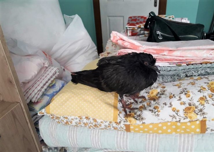 Kurtardığı güvercinle yatağını paylaştı