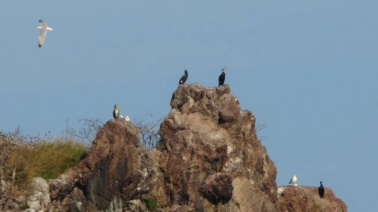 Kuşların Ordu’daki yaşam alanı: “Hoynat Adası”
