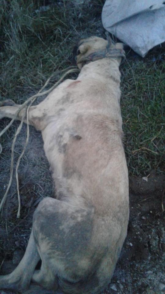 Köpeği ağaca bağlayıp döven ardından öldüren kişi gözaltına alındı