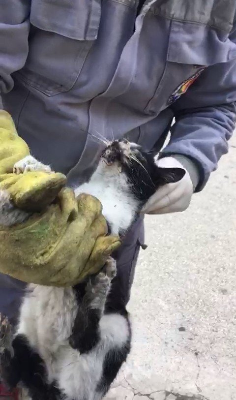 Ağzı ve gözüne yapıştırıcı sürülen kedi, kaldırıma yapıştırılmış halde bulundu