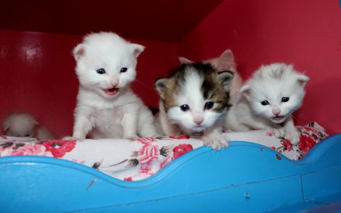 2020 yılının ilk Van kedileri dünyaya geldi