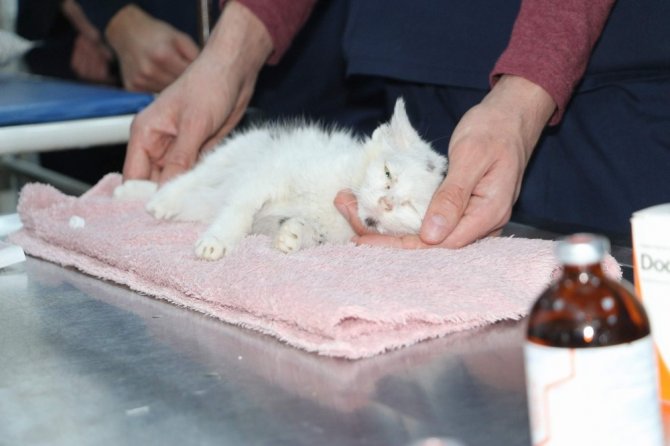 Siirt’te yaralı hayvanlar sevgiyle tedavi ediliyor