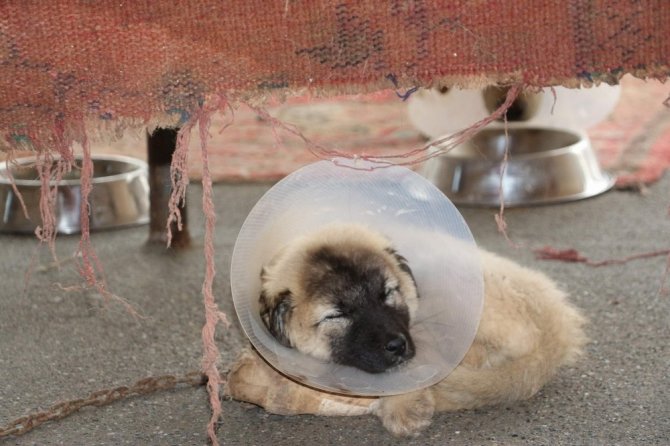 Siirt’te yaralı hayvanlar sevgiyle tedavi ediliyor