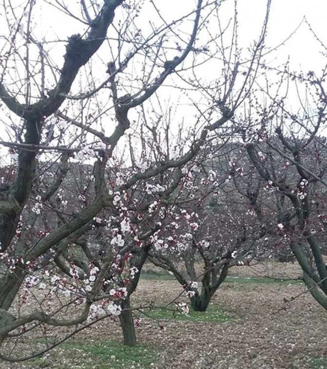 Mersin’de kayısı ağaçları çiçek açtı