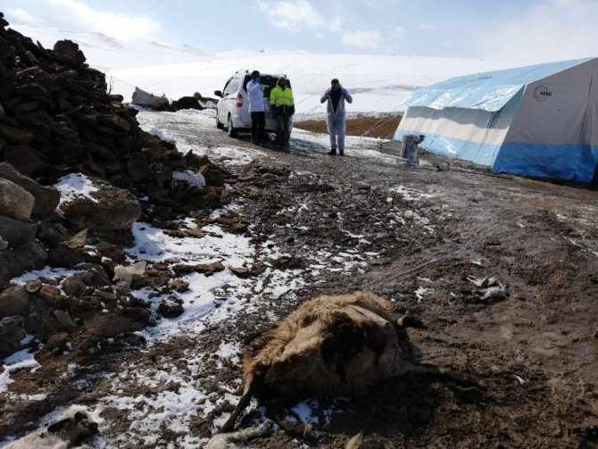 Van Bölgesi Veteriner Hekimleri Odası veteriner hekimleri deprem bölgesinde