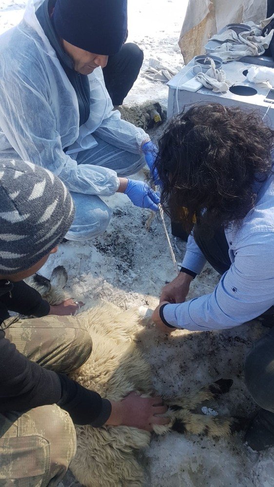 Van Bölgesi Veteriner Hekimleri Odası veteriner hekimleri deprem bölgesinde