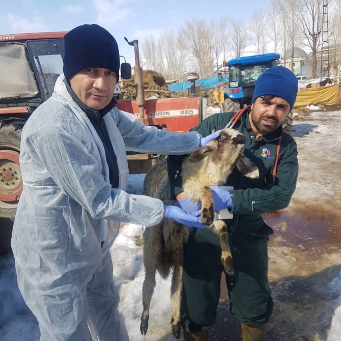 Van Bölgesi Veteriner Hekimleri Odası veteriner hekimleri deprem bölgesinde