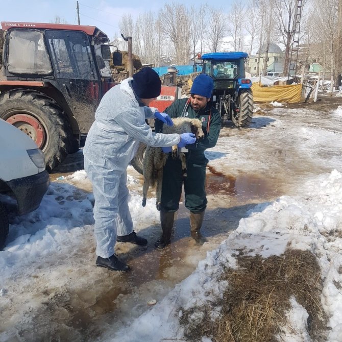 Van Bölgesi Veteriner Hekimleri Odası veteriner hekimleri deprem bölgesinde