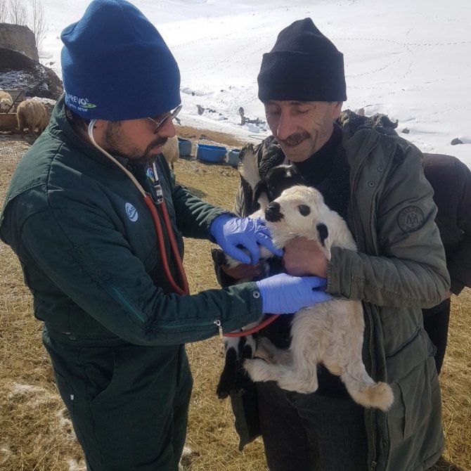 Van Bölgesi Veteriner Hekimleri Odası veteriner hekimleri deprem bölgesinde