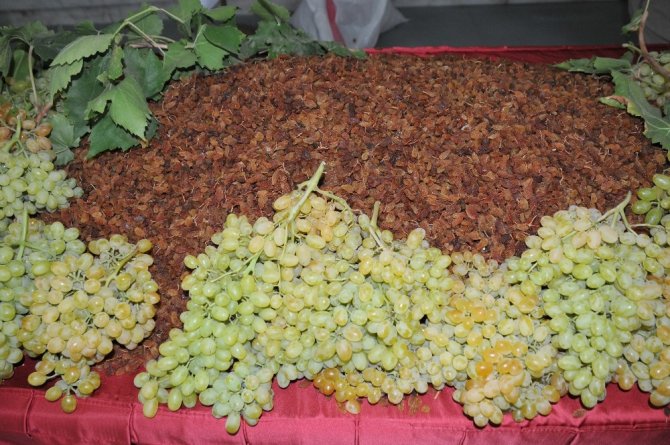 Üretici ve ihracatçı el ele Türk üzümünü zirveye taşıdı