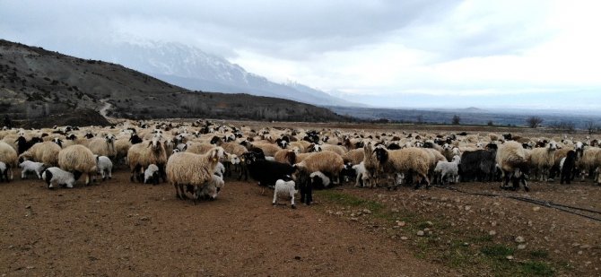 Koyun ve kuzuların renkli buluşması